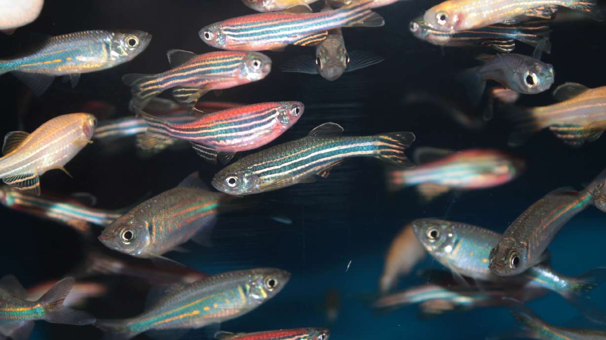 Zebrafish may be the next ally in the fight against opioid addiction, U. study shows