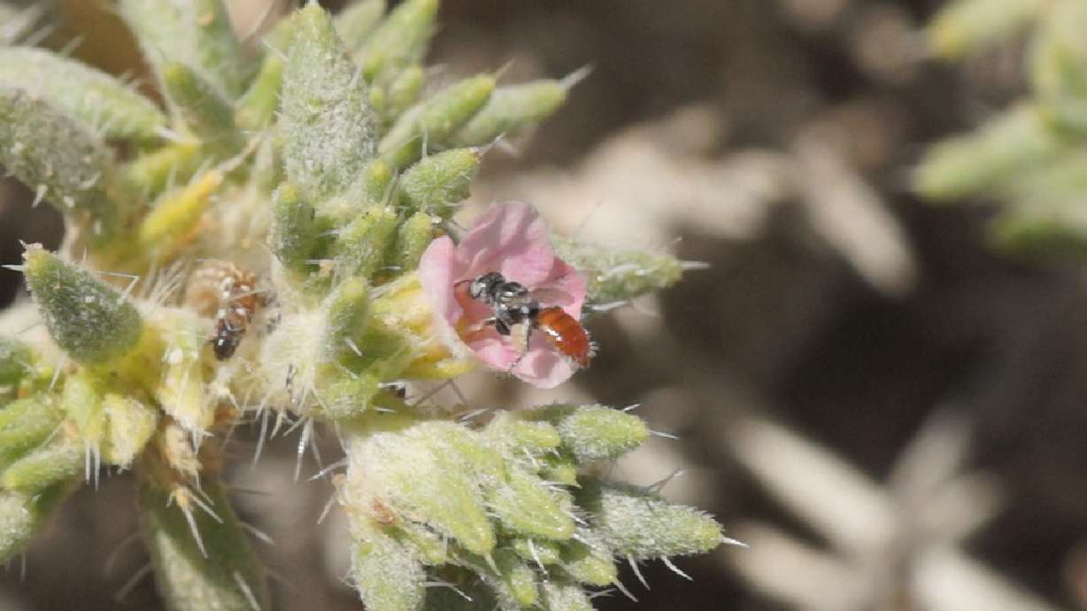 Study underscores need to 'bee' informed about species