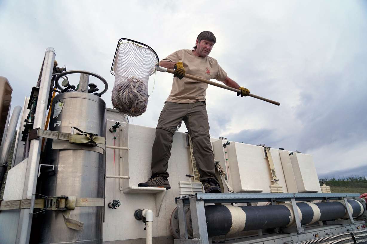 Six-inch tiger muskies are transferred from a DWR hatchery truck to DWR biologists who will stock them in Scofield Reservoir on Aug. 30, 2017. (Photo: Division of Wildlife Resources)