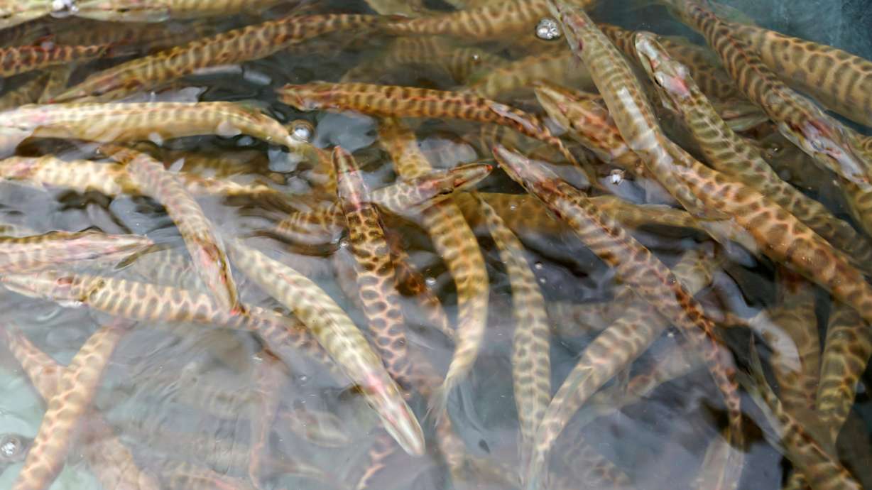 DWR adds 3 new fish species to Scofield Reservoir