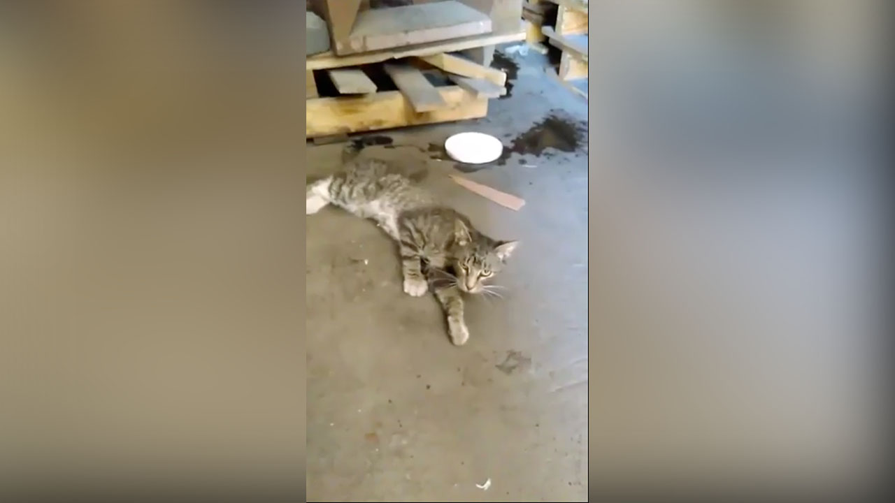 Police investigate alleged animal abuse at factory near Lehi