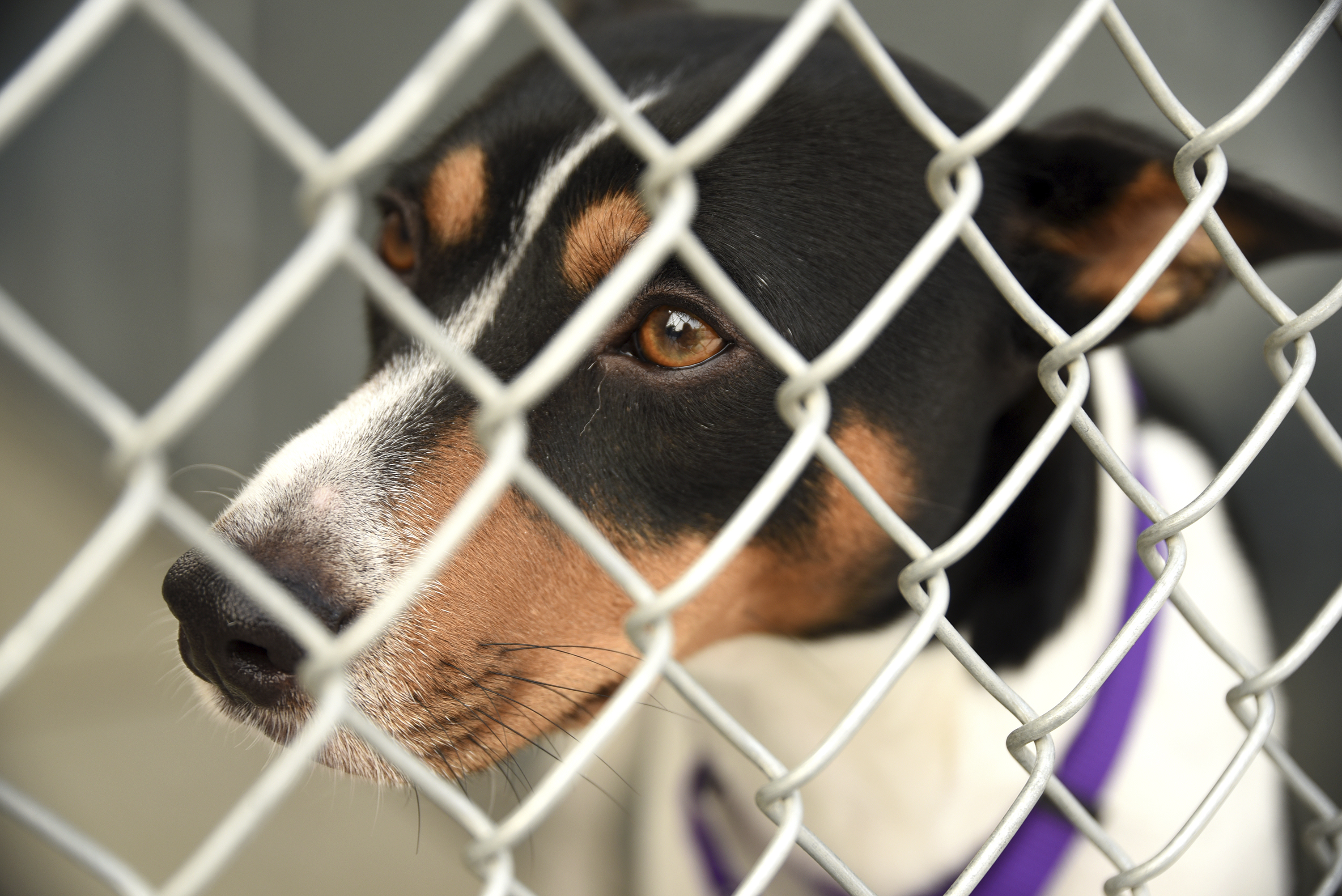 People concerned about Logan animal shelter rift speak up