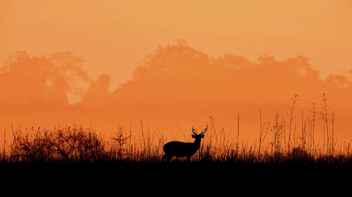 DWR turns to robotic deer to crack down on poaching