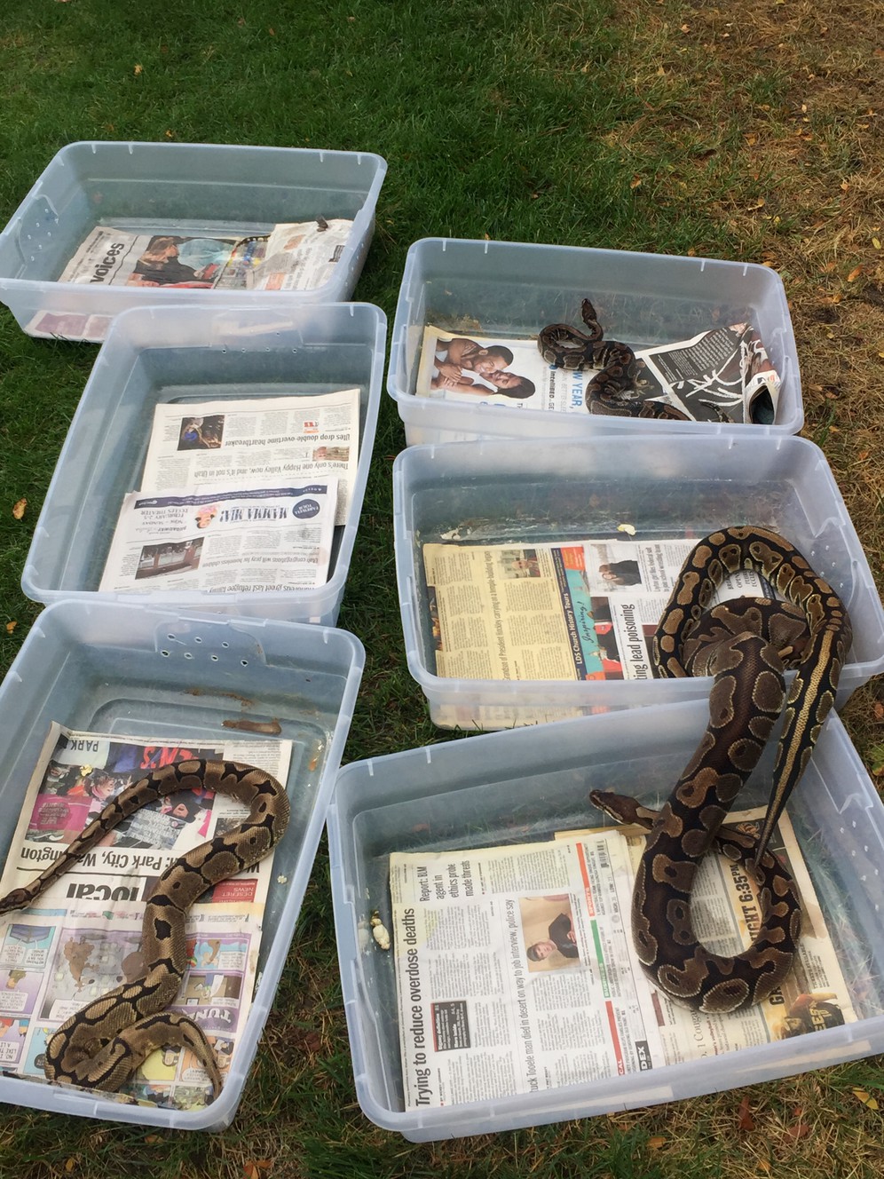 Firefighters responding to a kitchen fire in a town home at 430 N. 370 West rescued a Dumeril's boa and several ball pythons on Friday, Sept. 15, 2017. (Photo: Steve Landeen, KSL)