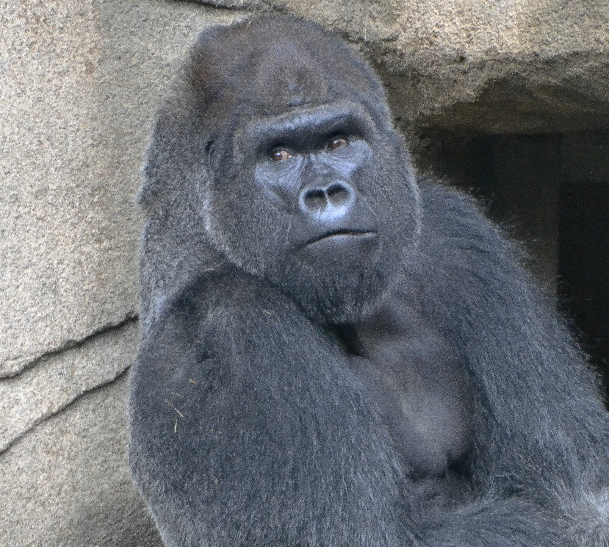 Cincinnati Zoo welcomes new gorilla a year after Harambe