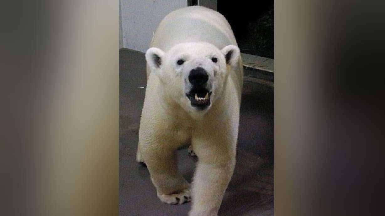 Polar bear Nora arrives at Hogle Zoo