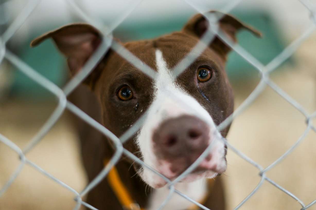 Chocolate, a dog displaced by Hurricane Irma in Florida, is available for adoption at the Best Friends Animal Society's No Kill Utah Super Adoption at the Legacy Events Center in Farmington on Saturday, Sept. 23, 2017. (Photo: Spenser Heaps, KSL)