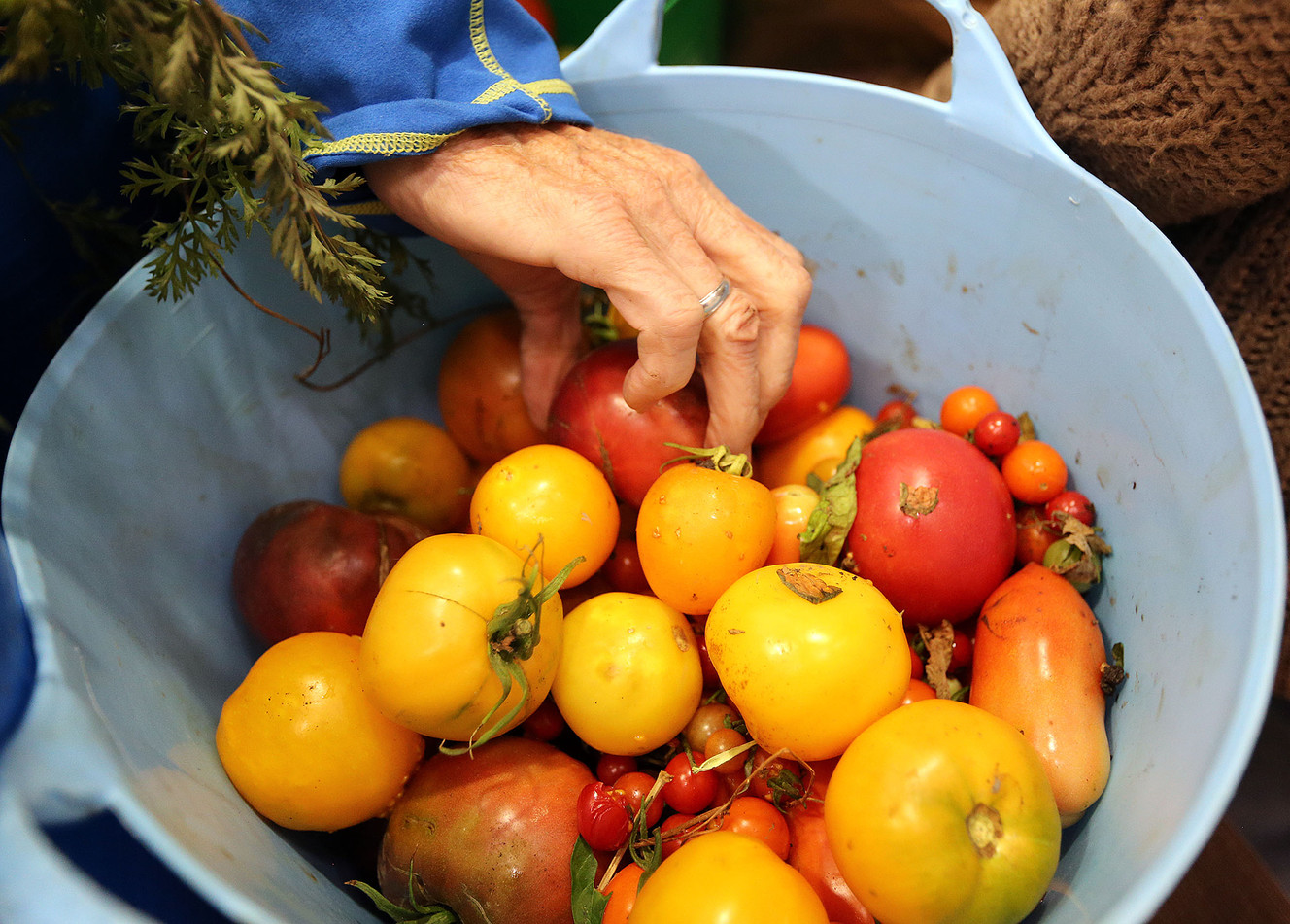 Katie Willette picks out some tomatoes at the free farmers market for cancer patients at the Intermountain Medical Center Cancer Center in Murray on Thursday, Sept. 21, 2017. The produce is provided by the Green Urban Lunch Box. (Photo: Kristin Murphy, Deseret News)