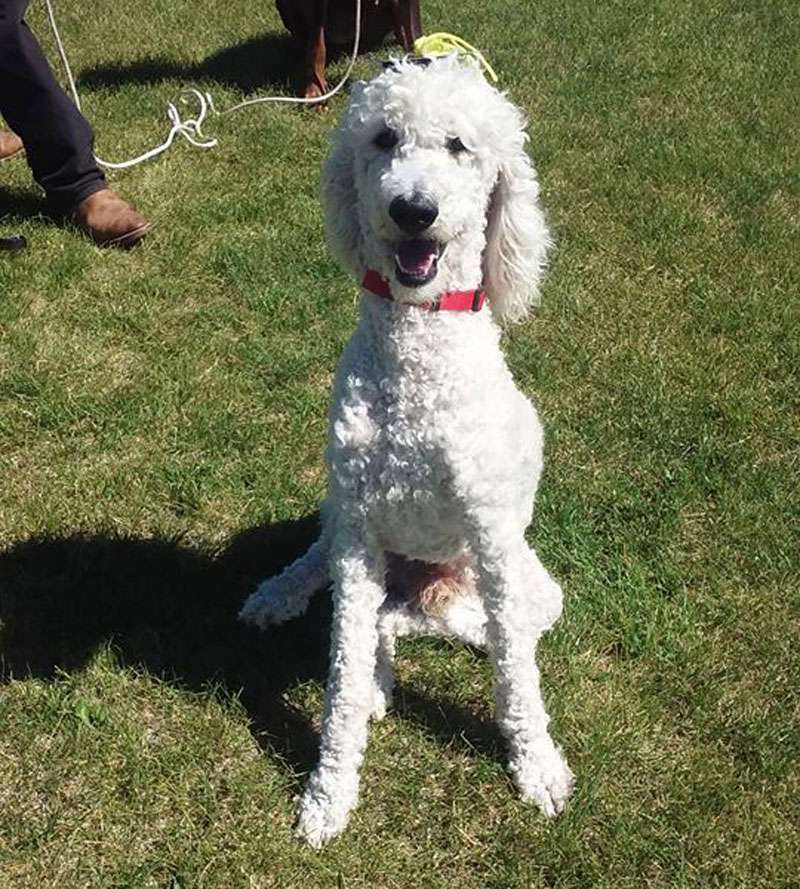 Zeus is a service dog who assists his owner when she has seizures.
(Photo: Courtesy Nikki Jorgenson)