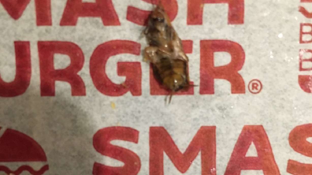 Dead roach in Utah man’s milkshake becomes Twitter hero