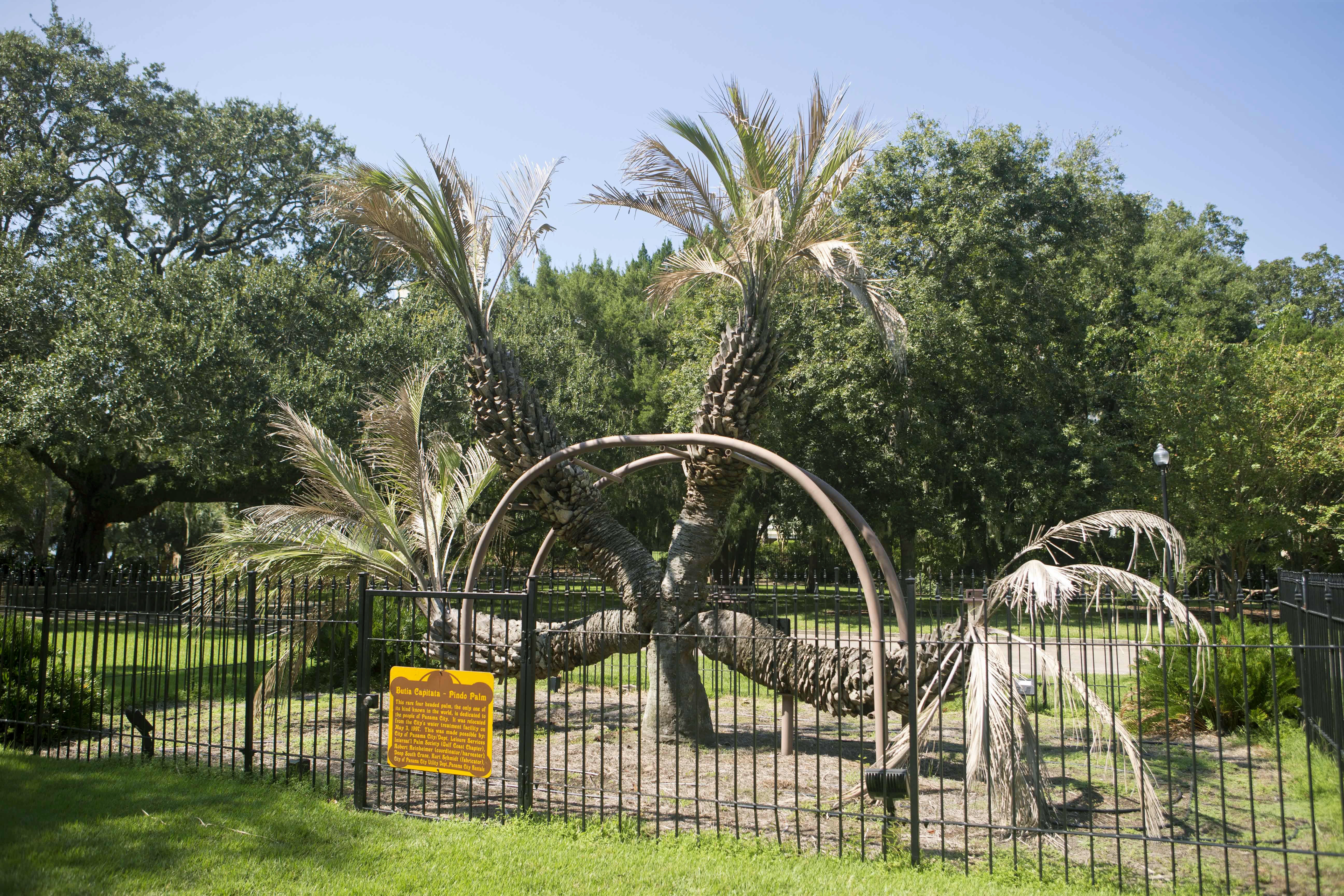 4-headed palm tree 'has had a wonderful life,' official says