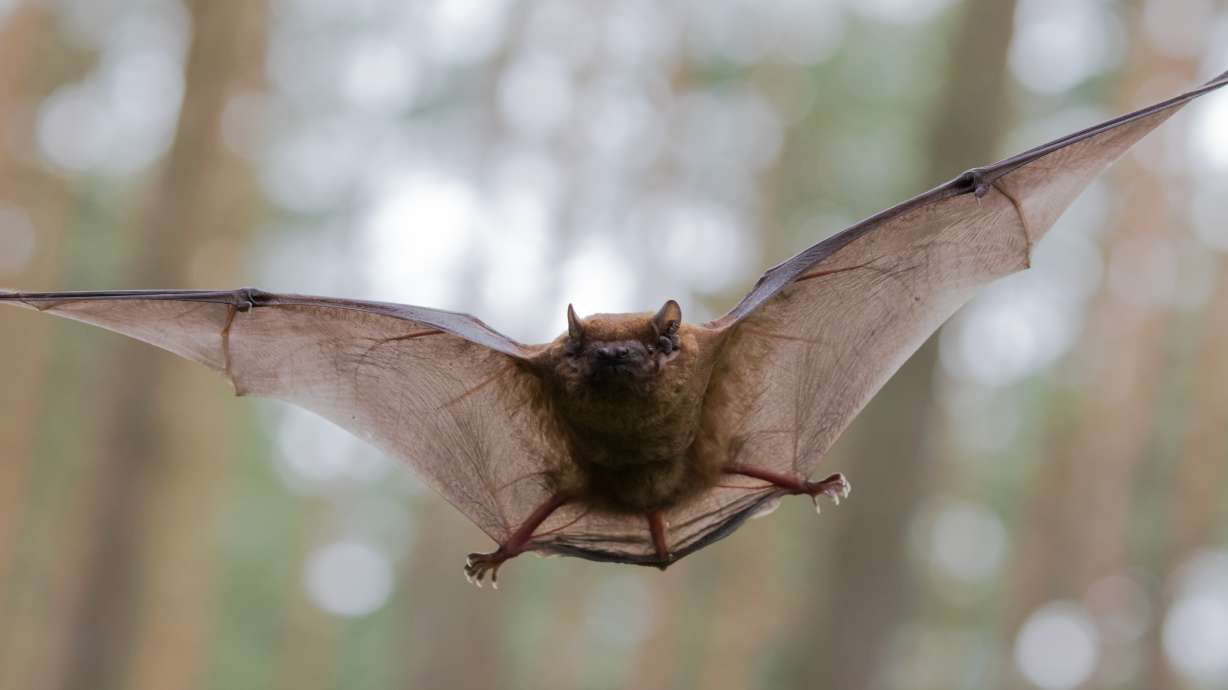 Holy bat mitigation! Utah district to spend nearly $350K to keep bats at bay