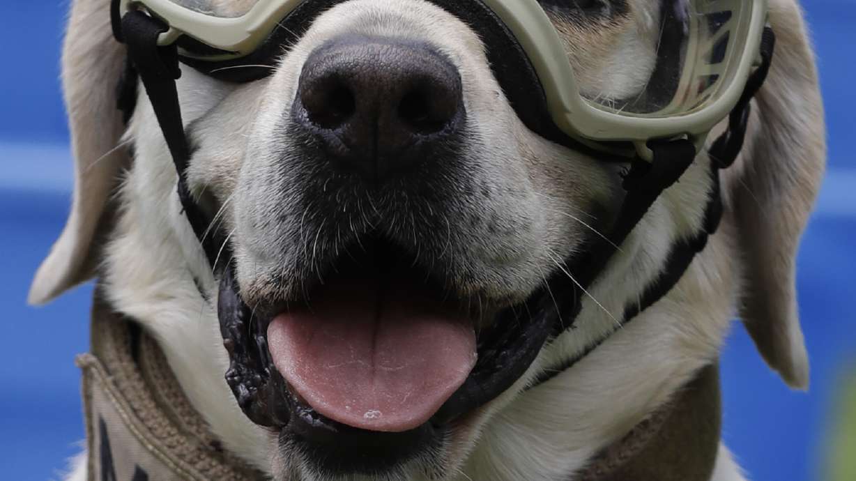 Mexican rescue dog Frida became symbol of earthquake hope