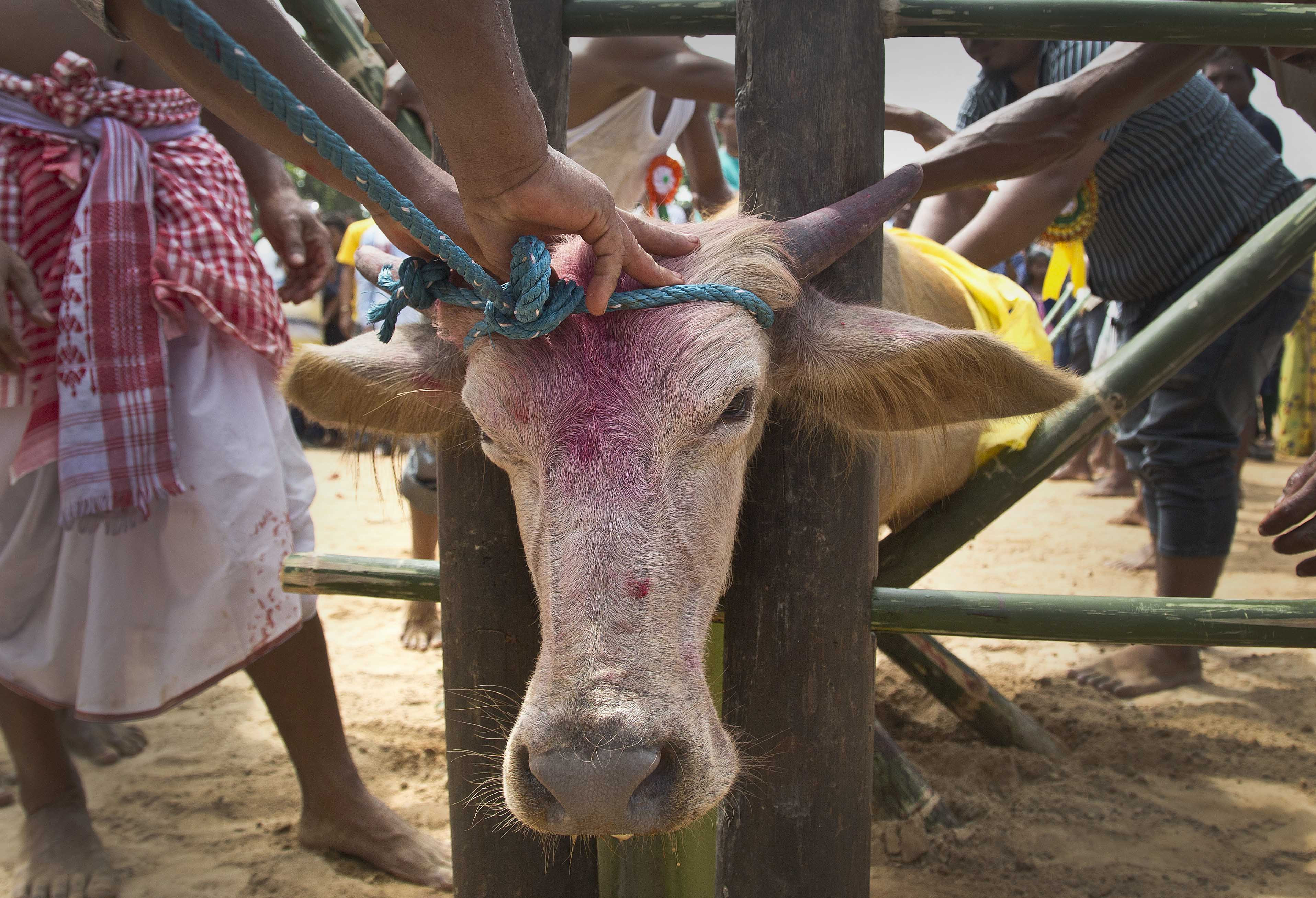 AP PHOTOS: Animals decorated and sacrificed in Hindu ritual