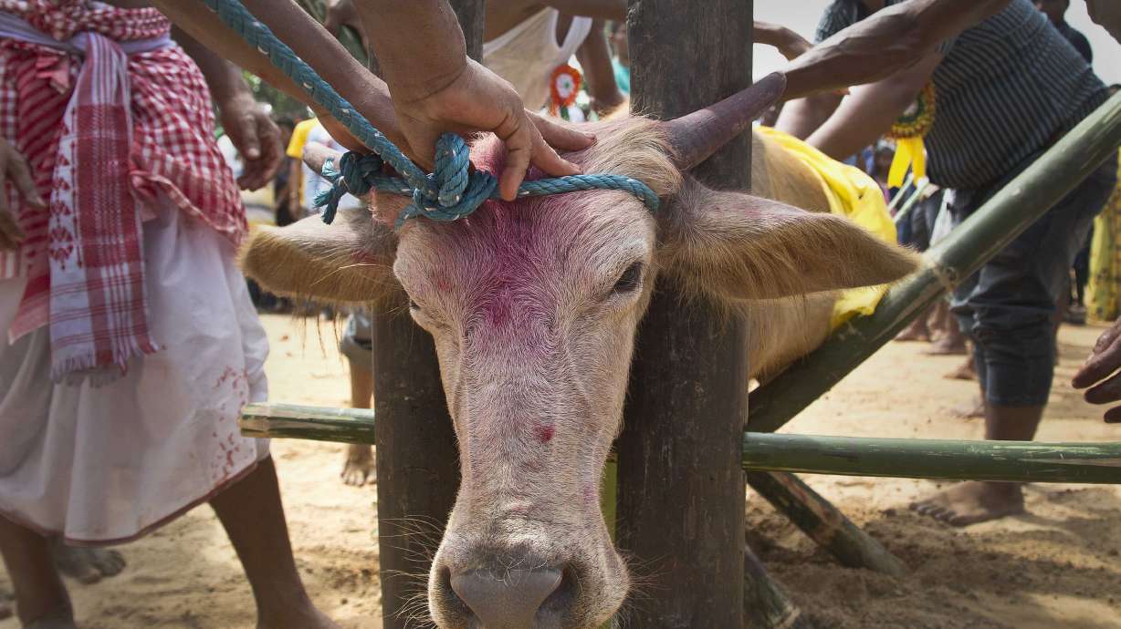 AP PHOTOS: Animals decorated and sacrificed in Hindu ritual