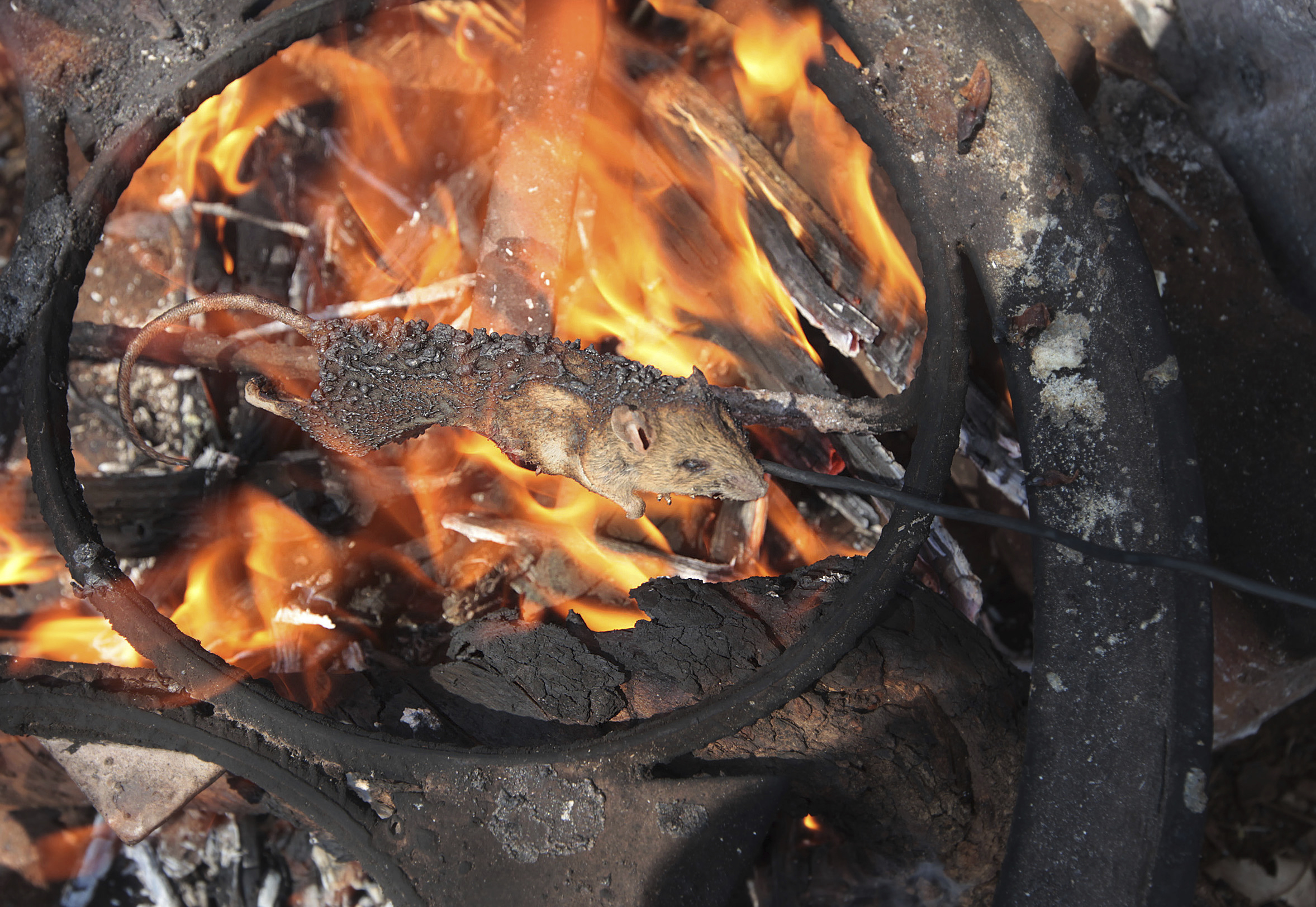 Zimbabwe kids hunt mice and sell them as tasty snacks