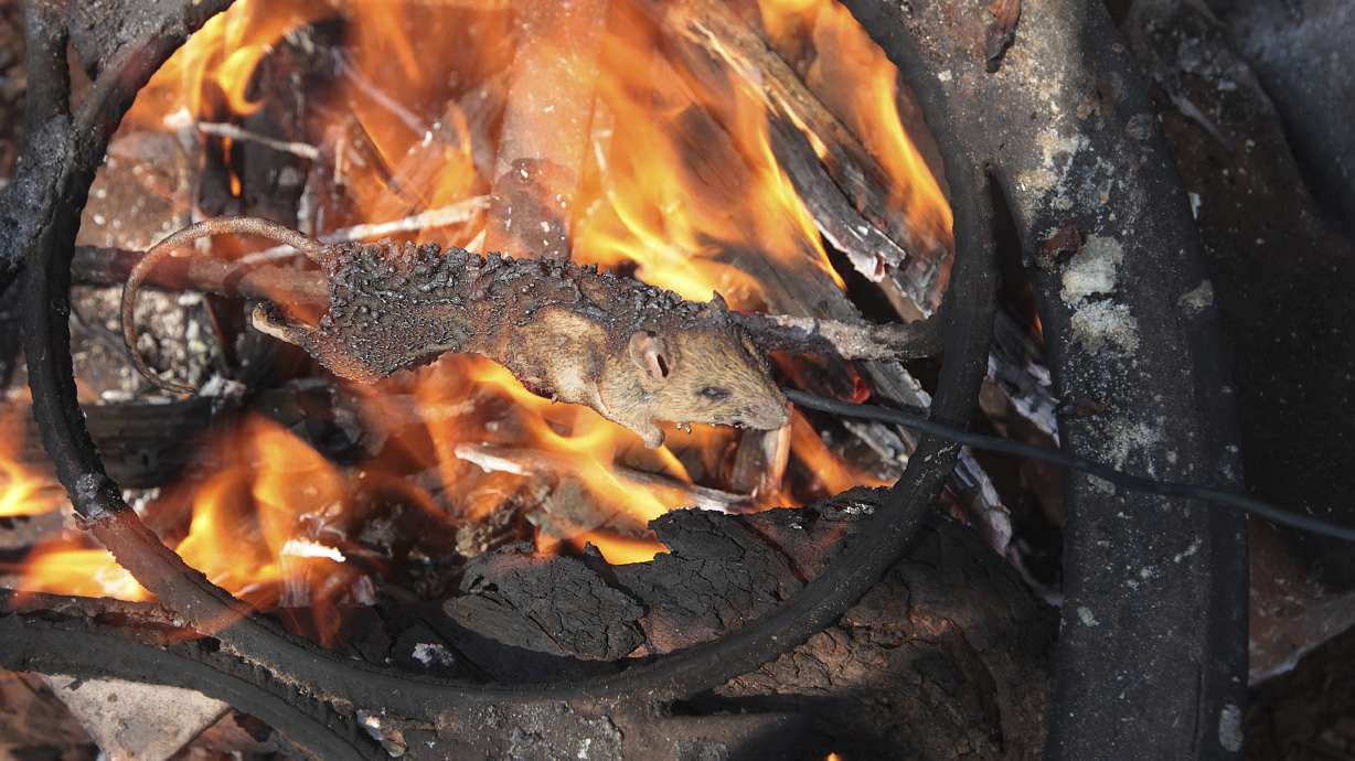 Zimbabwe kids hunt mice and sell them as tasty snacks