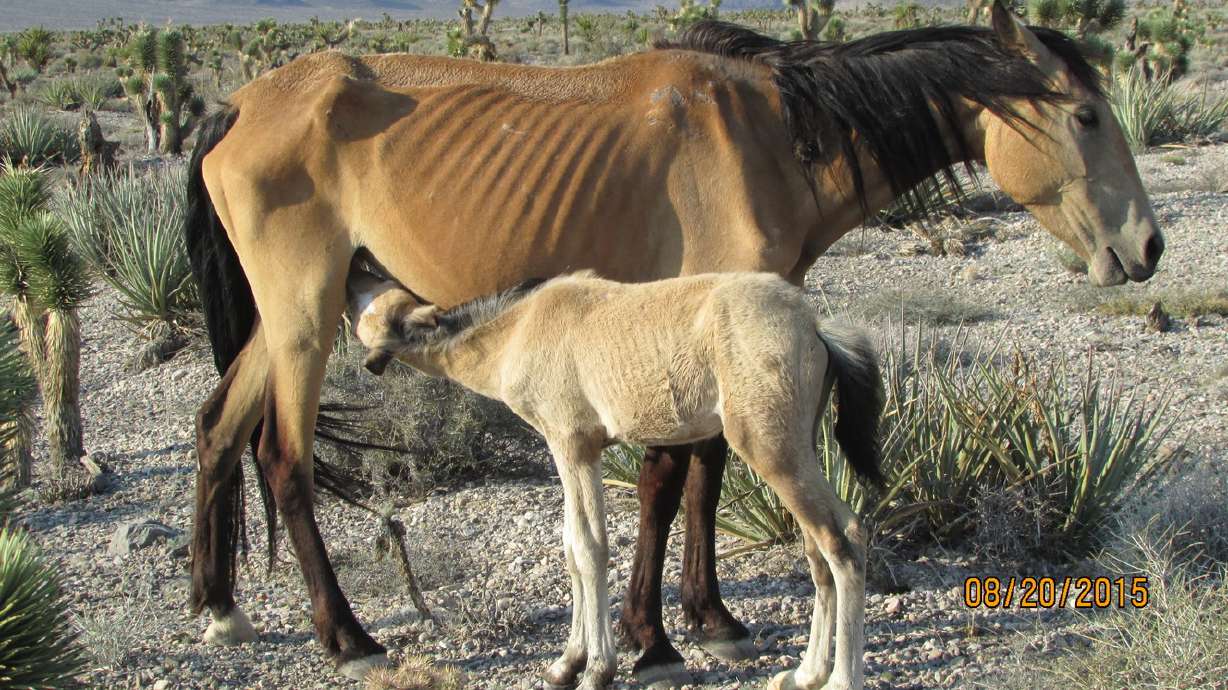 Are wild horses, sage grouse clashing in Utah's western desert?