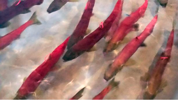 Imperiled Idaho sockeye salmon run falters with poor return