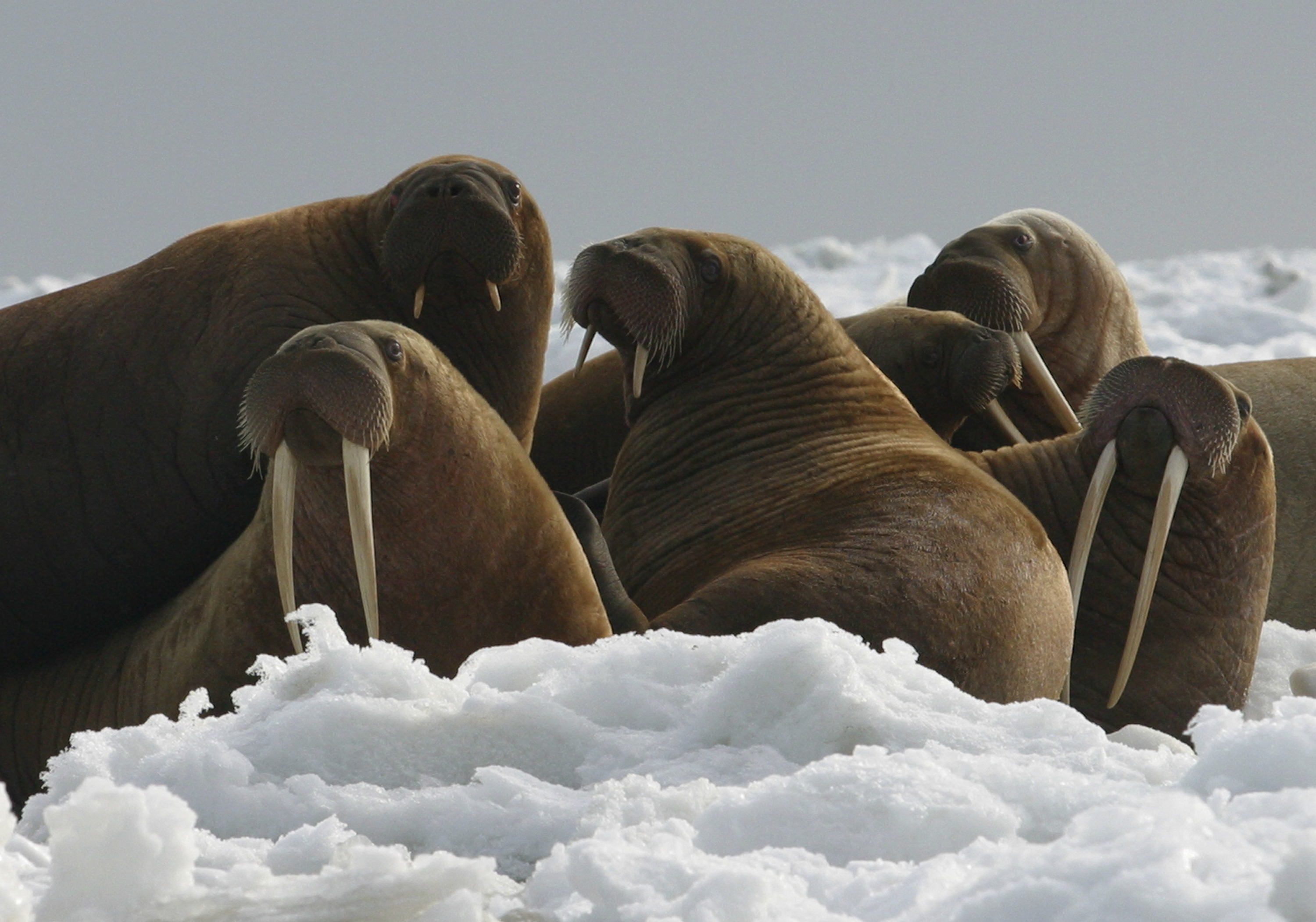 Federal government: No threatened species listing for walrus