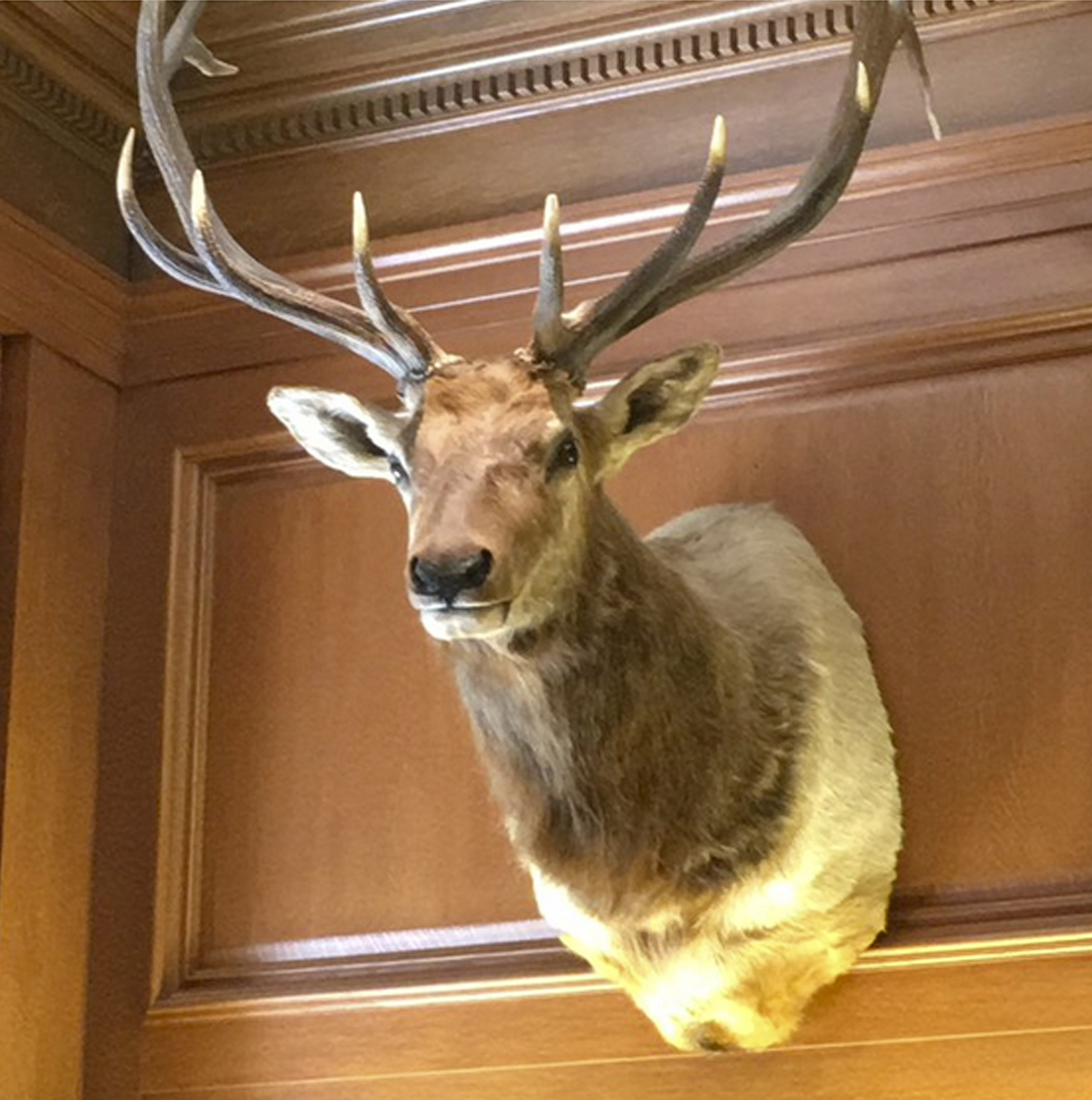 Supreme Court's newest justice has an elk as an office mate