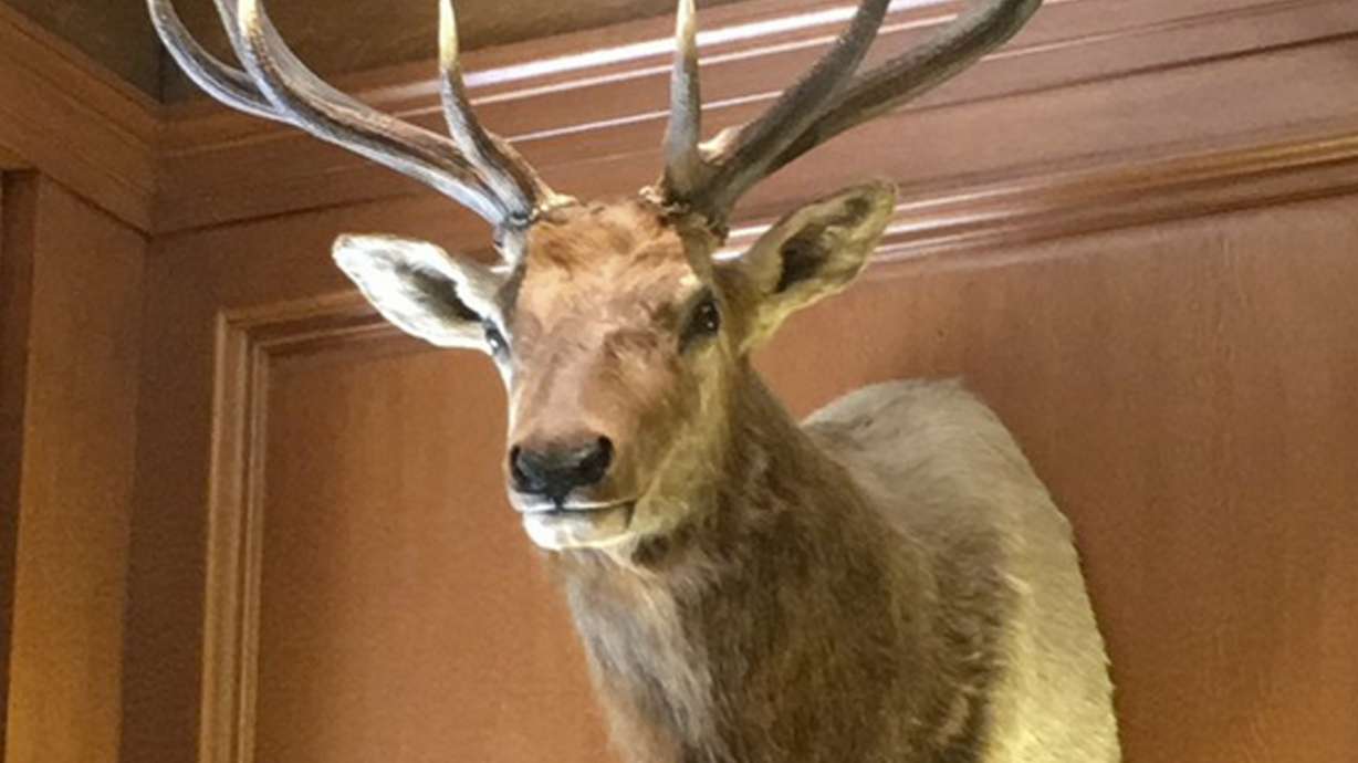 Supreme Court's newest justice has an elk as an office mate