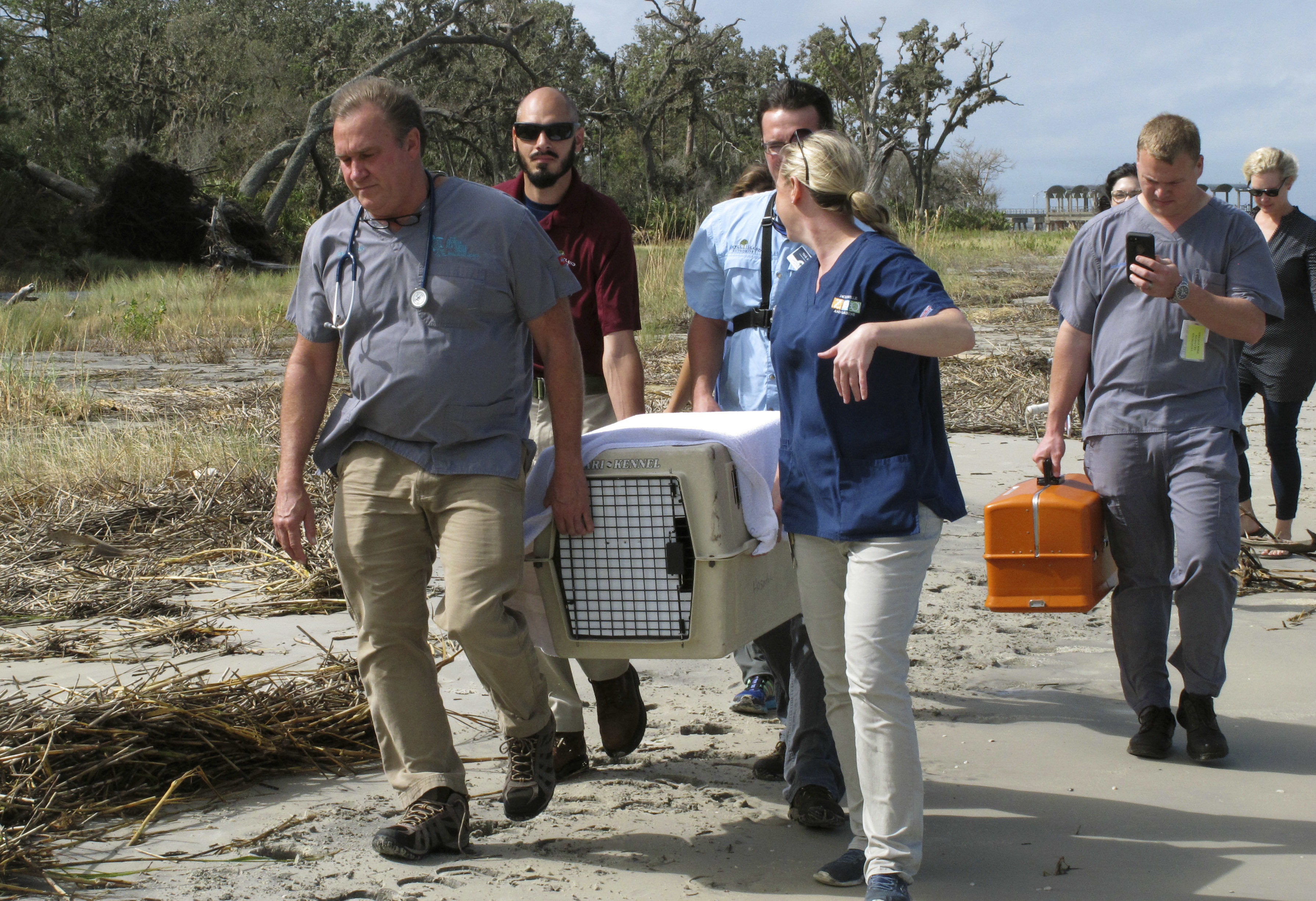 Vets nurse sick bobcat, return it to park where it's needed