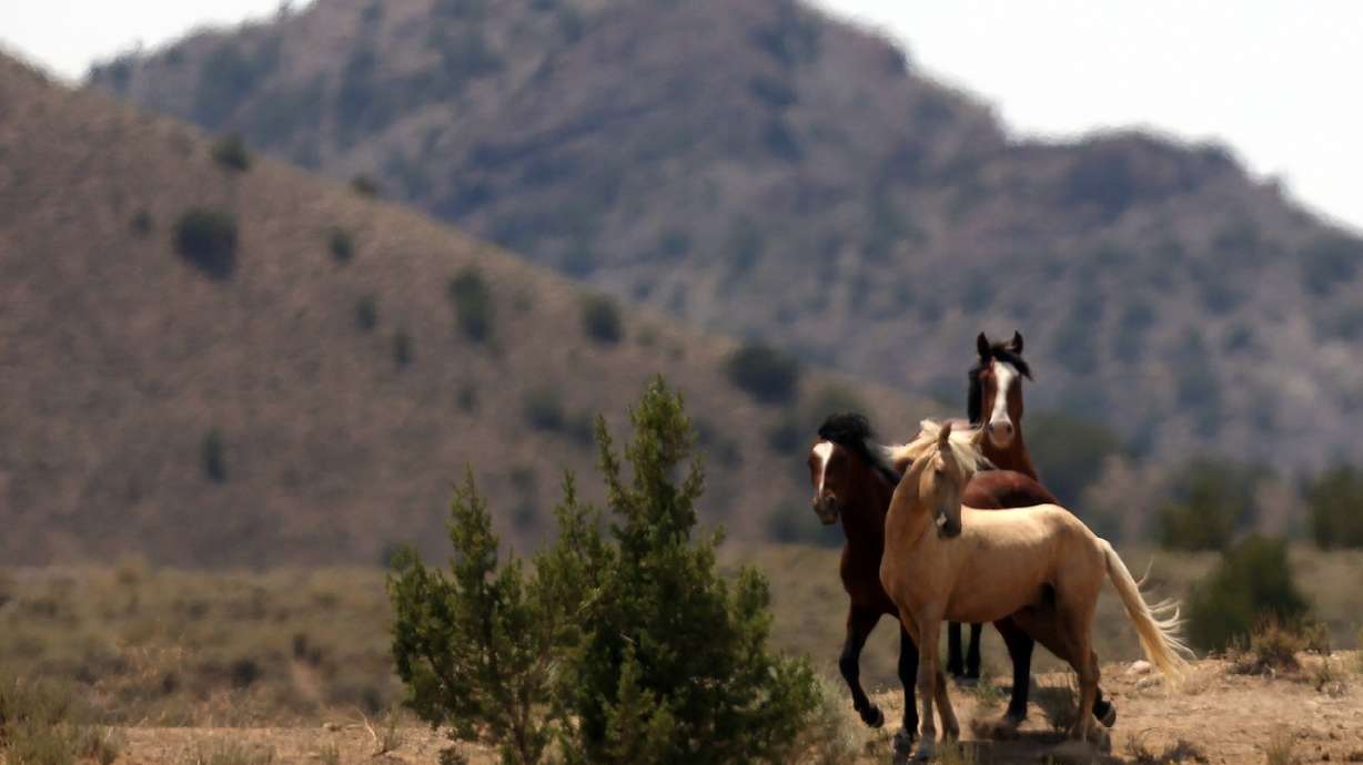 Judge tells Beaver County to hold its horses with mismanagement claims
