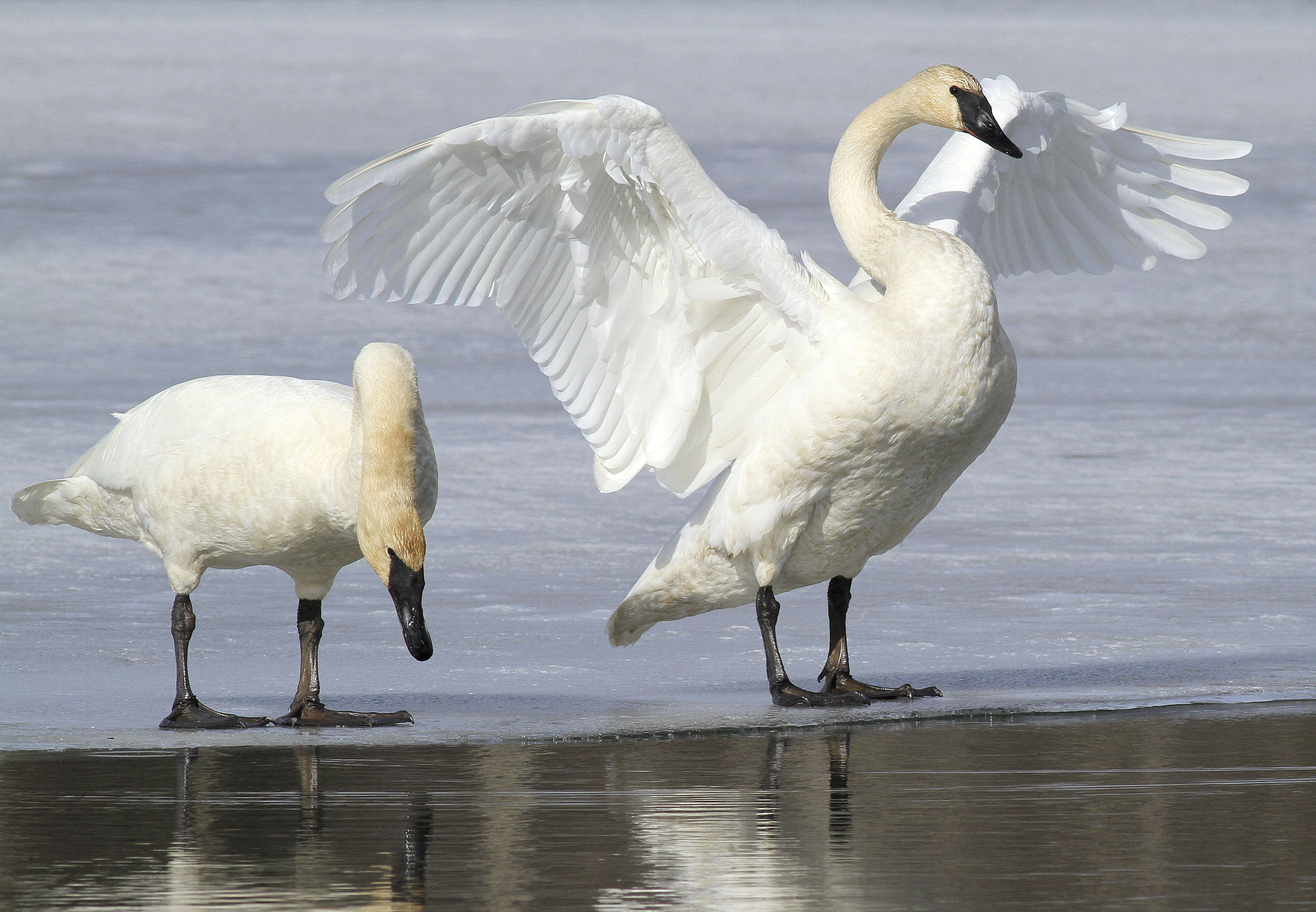 US agency's bid to allow trumpeter swan hunting draws fire