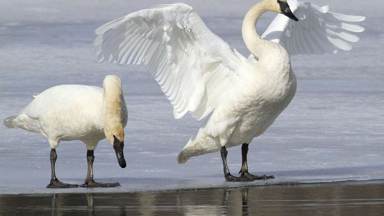 US agency's bid to allow trumpeter swan hunting draws fire