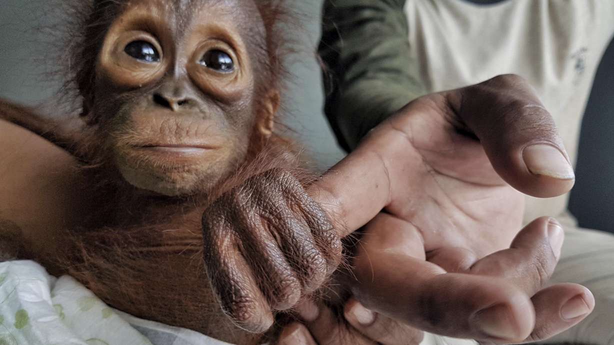 Group: Orangutan orphans a sign of habitat destruction