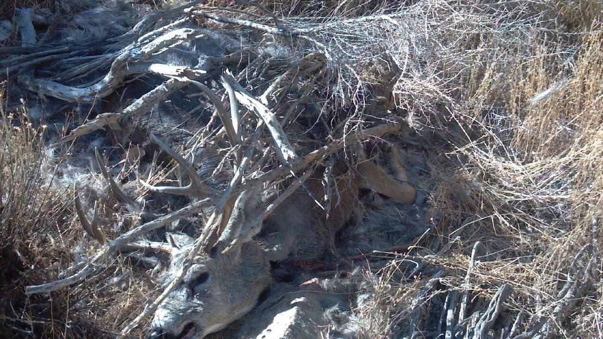 With general hunting season on horizon, DWR asking hunters to help police the fields