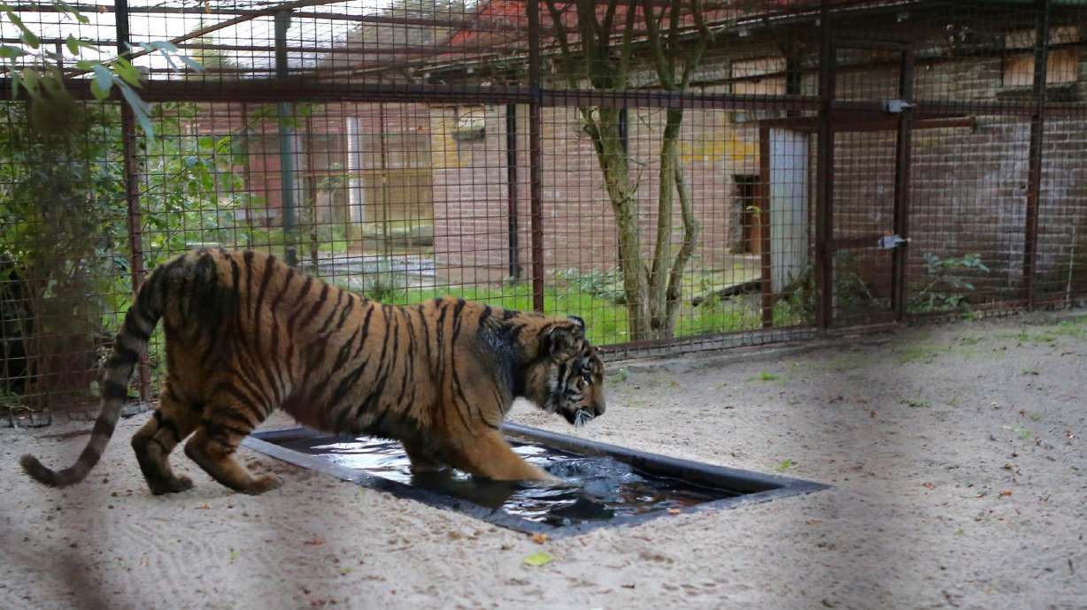 Tigers from war-torn Aleppo settle into new Dutch home
