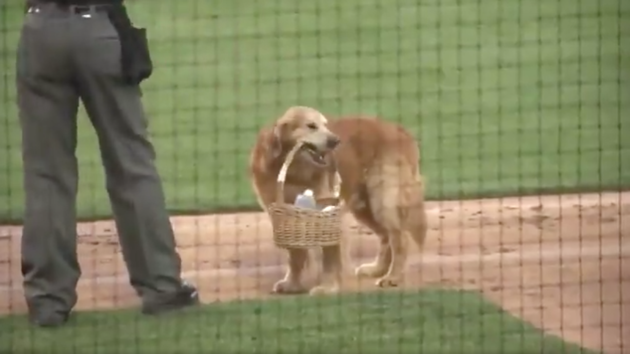 Have You Seen This? Extremely good dog is the best water boy