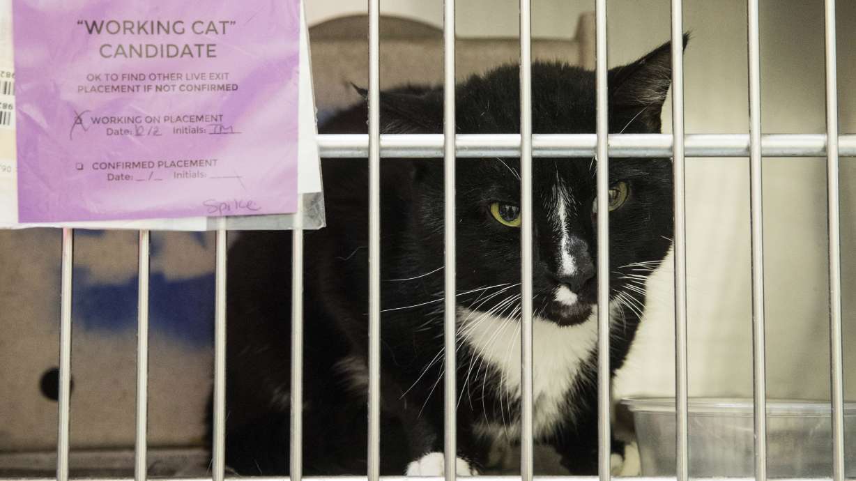 For ornery shelter cats, 2nd chance is a job chasing mice