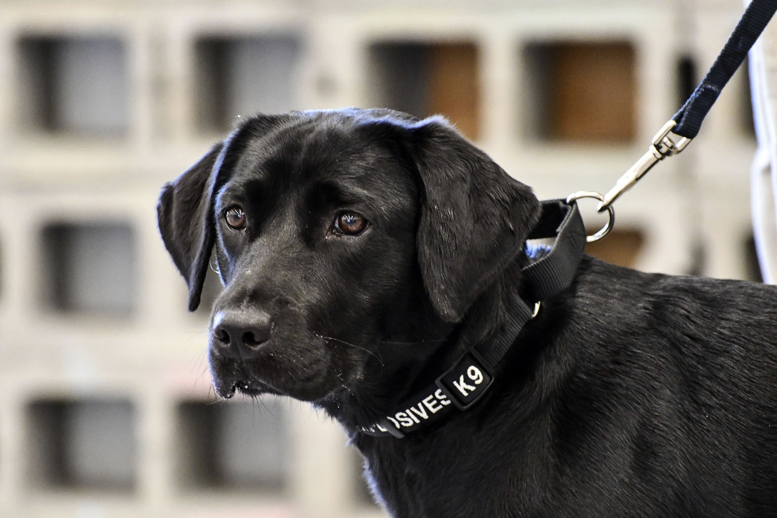 Dog loses love of bomb sniffing, booted from CIA