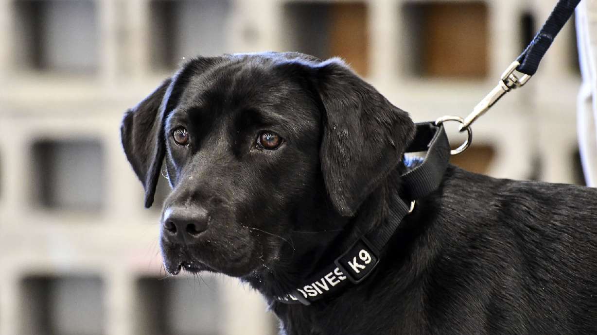 Dog loses love of bomb sniffing, booted from CIA