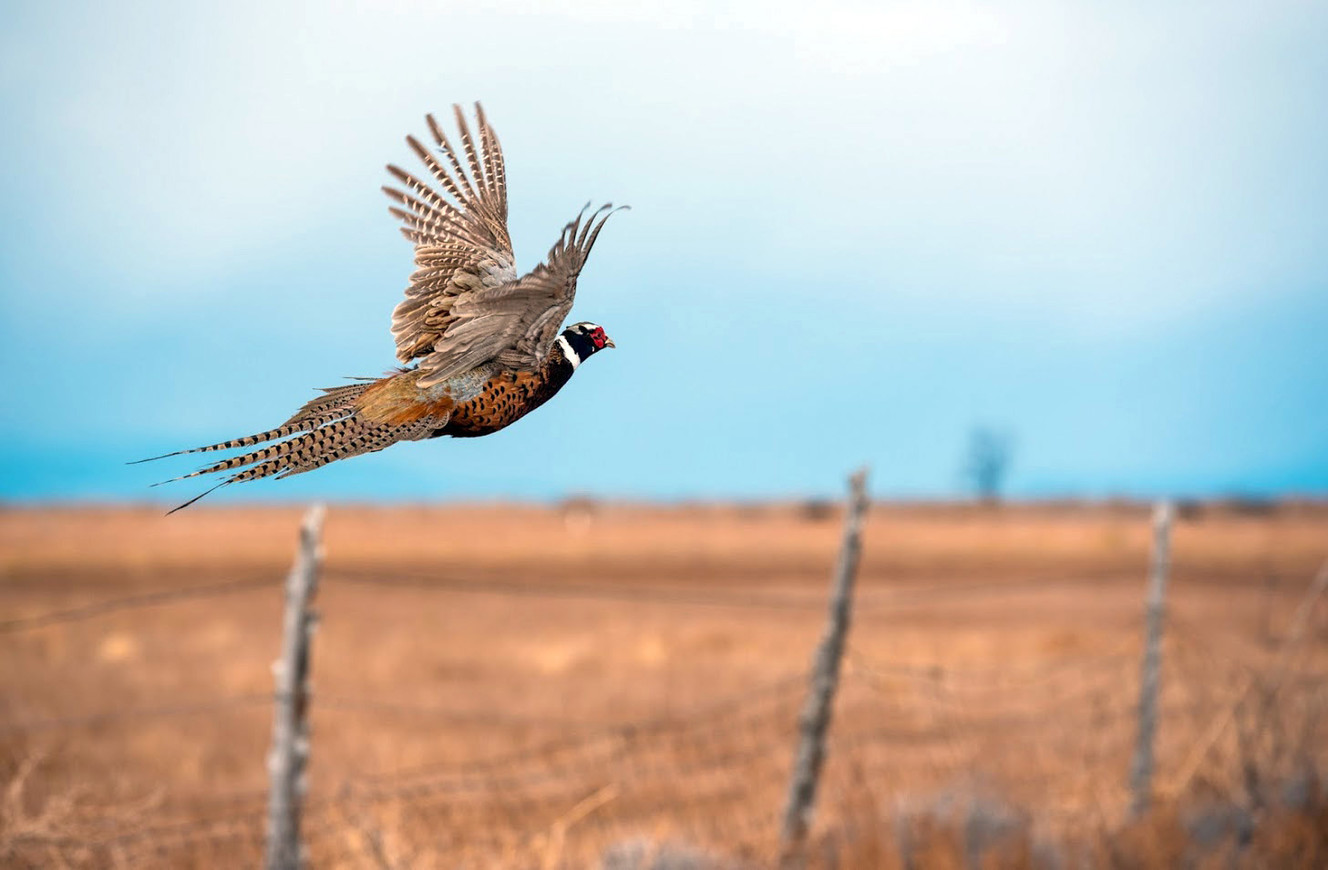 10K pheasants released for upcoming extended 30-day hunts