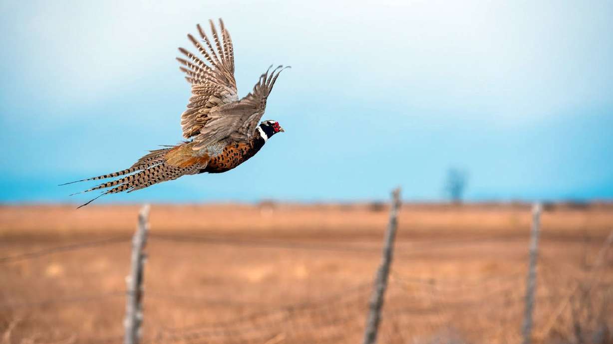 10K pheasants released for upcoming extended 30-day hunts
