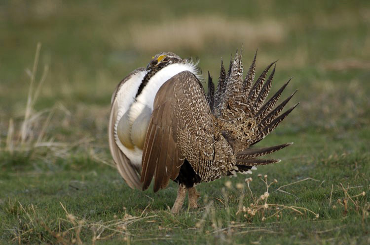 States urge revamp on sage grouse management