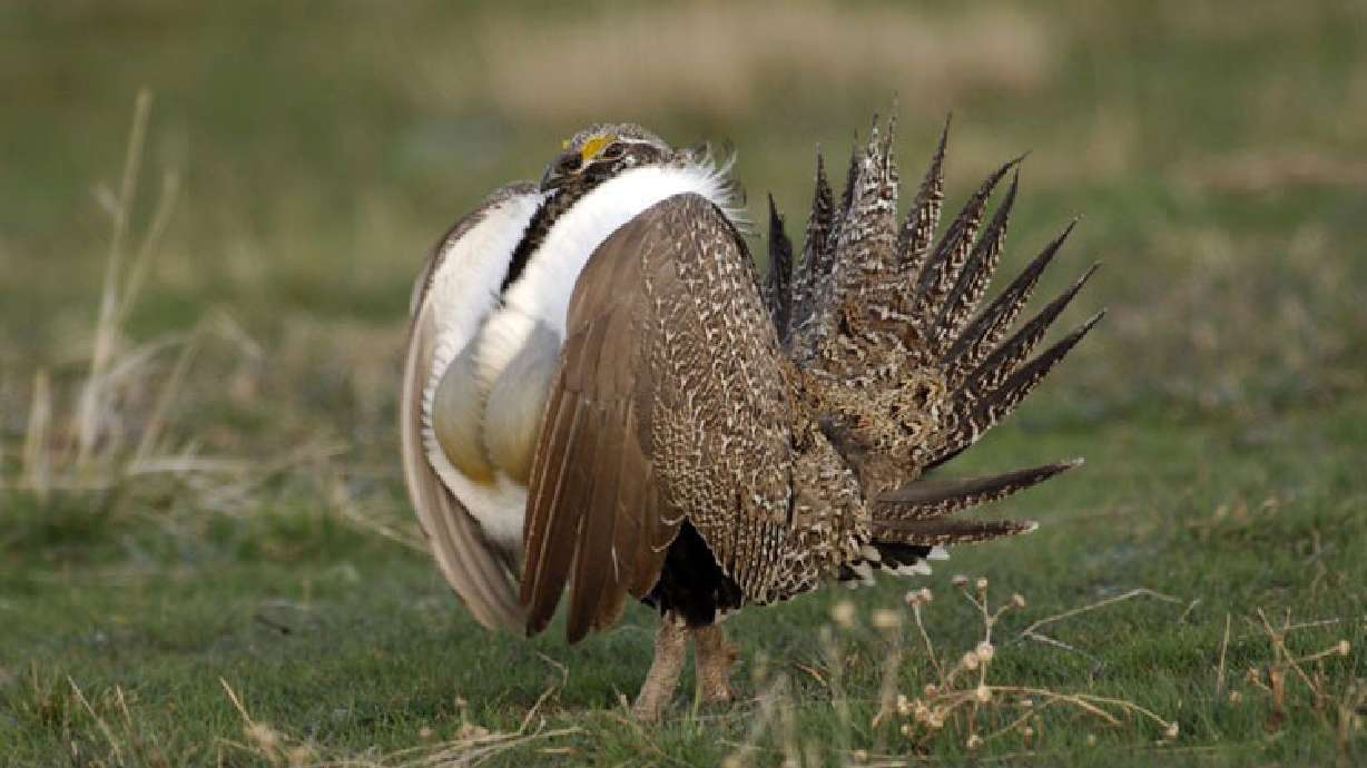 Massive juniper removal project could help Idaho sage grouse