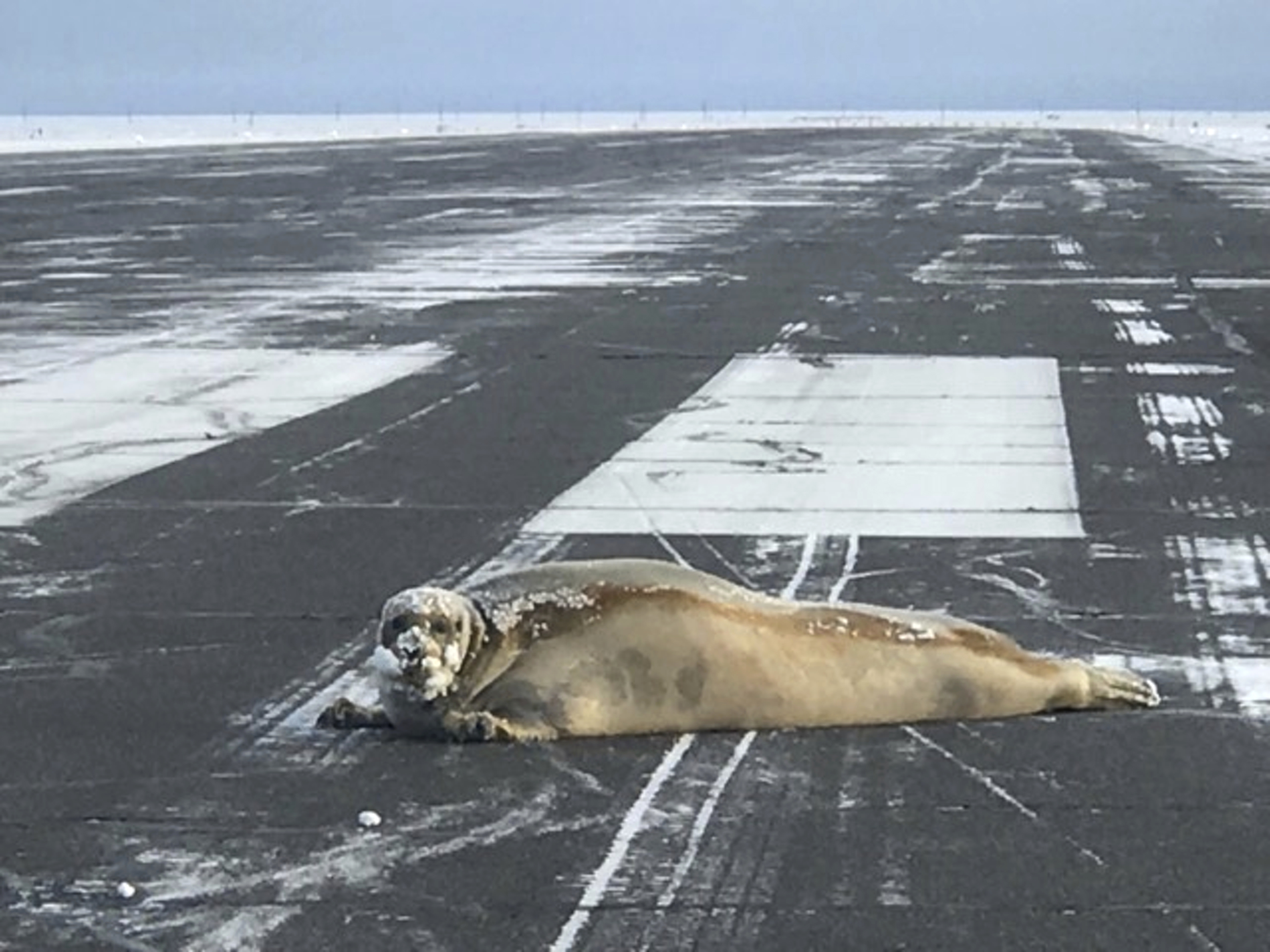 450-pound seal removed from northern Alaska airport's runway