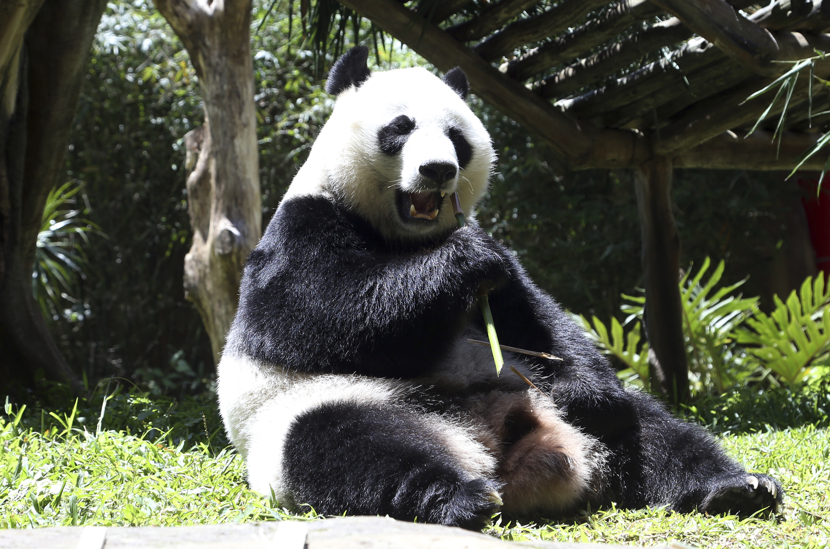 Giant panda sleeps through much of Indonesia media debut
