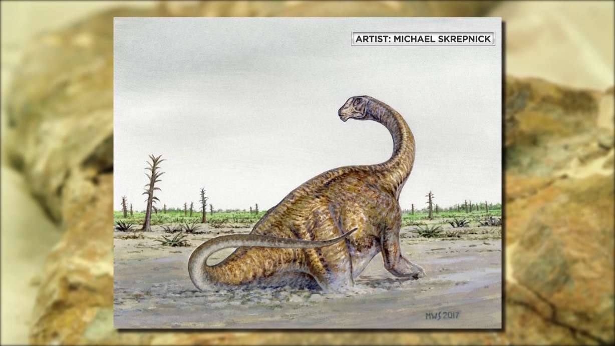 Scientists identified the new species, called Mierasaurus, after several years of study at Salt Lake laboratory. (Photo: Michael Skrepnick)