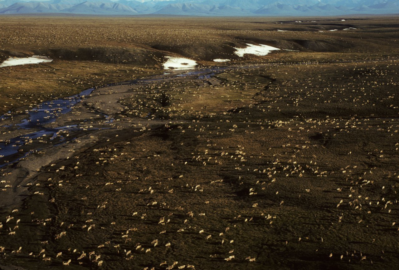 Alaskans differ as Senate debates drilling in Arctic refuge