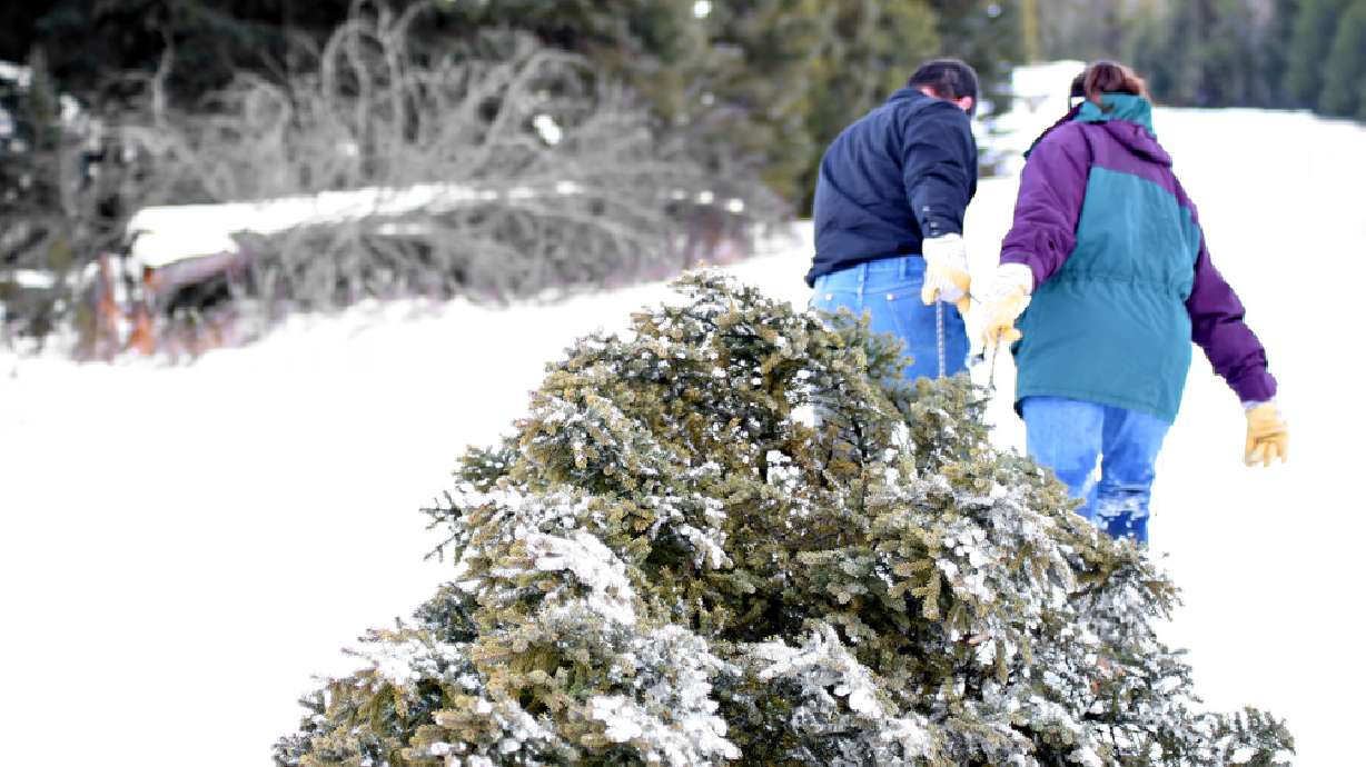 Where to cut your own Christmas tree in Utah