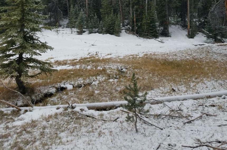 Hunter dies after tree falls on him while sleeping