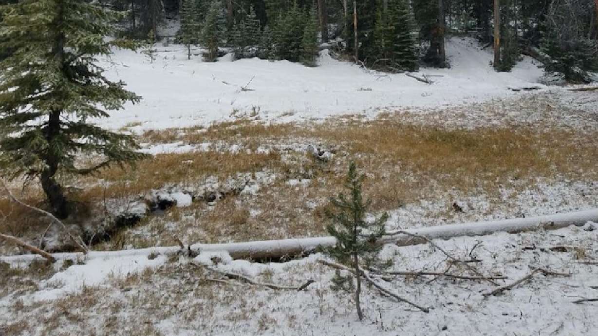 Hunter dies after tree falls on him while sleeping