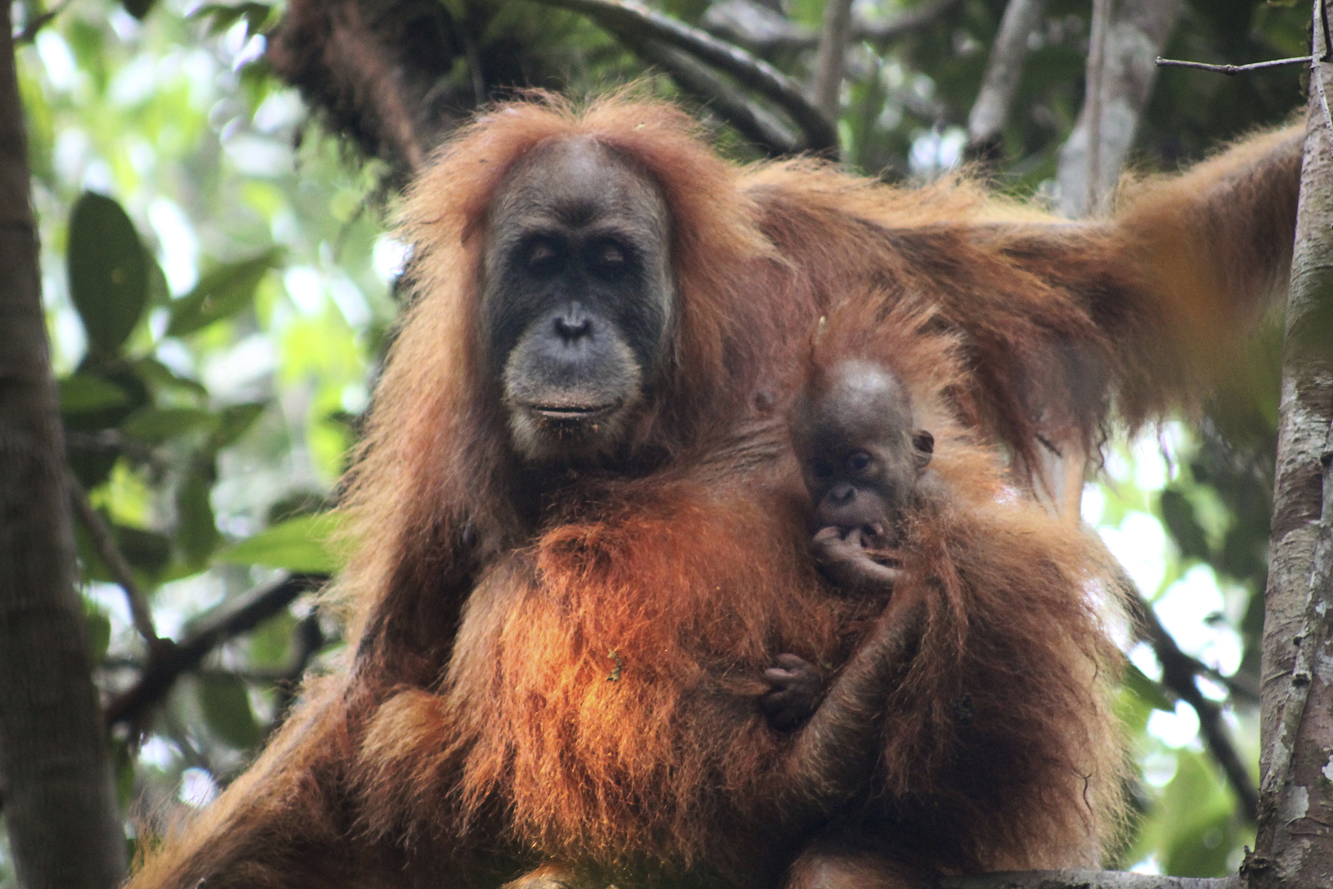 Frizzy-haired, smaller-headed orangutan may be new great ape