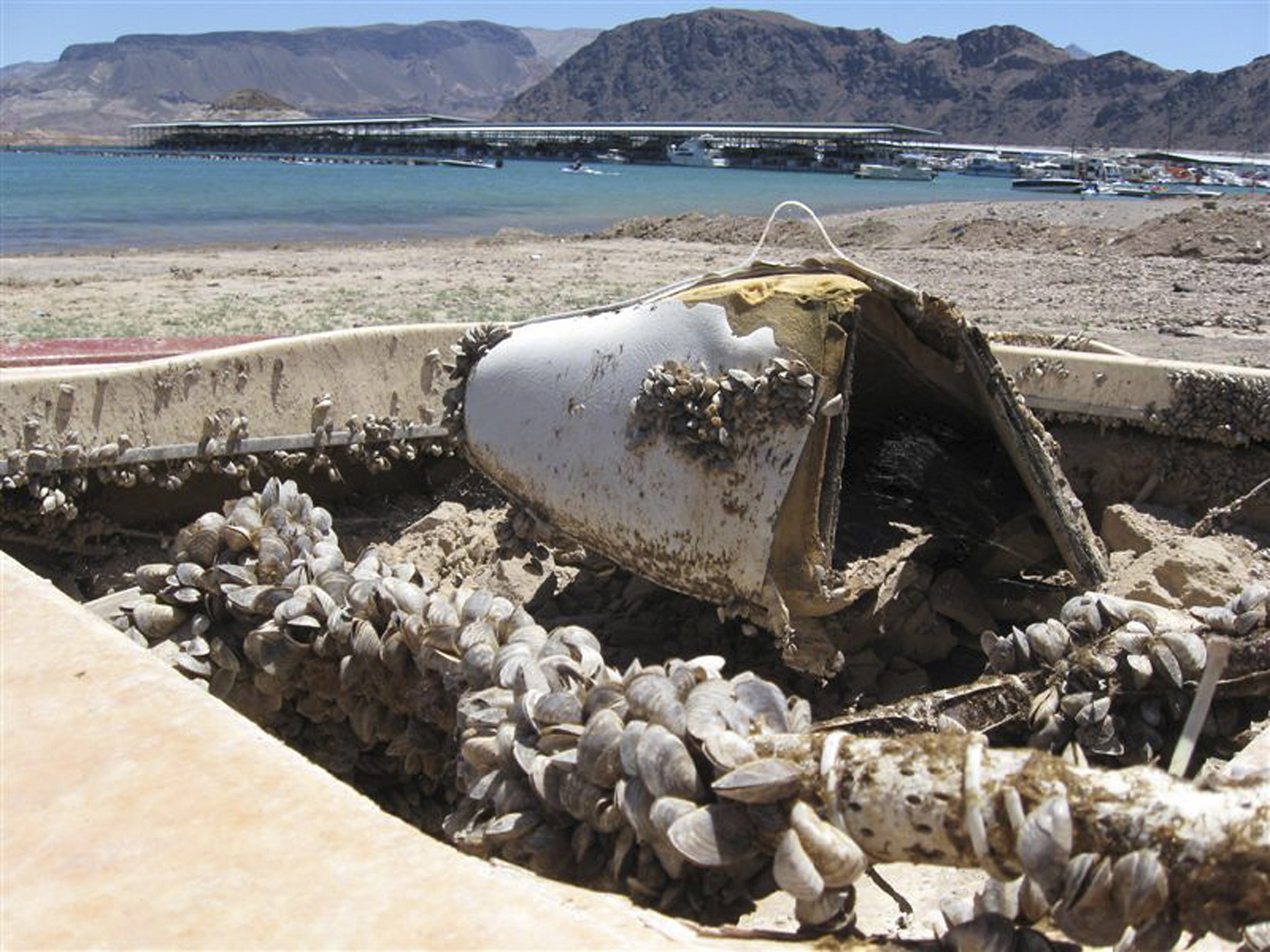 Western governors want federal help in invasive mussel fight